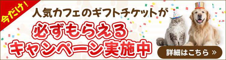 キャンペーン実施中