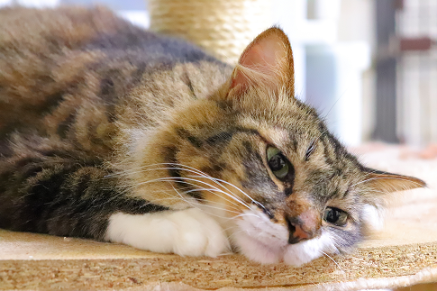 ペットの熱中症について説明するイラスト