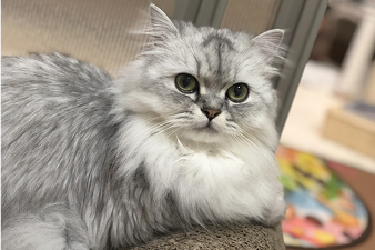 熱中症になりやすい猫種のイラスト