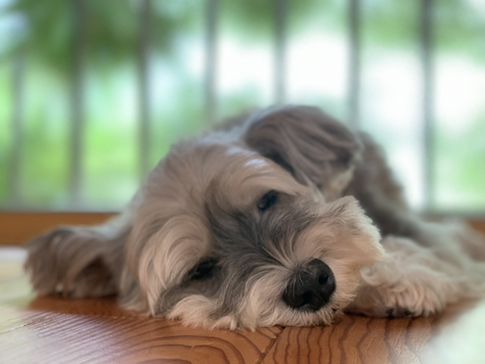 ペットの熱中症応急処置方法イラスト