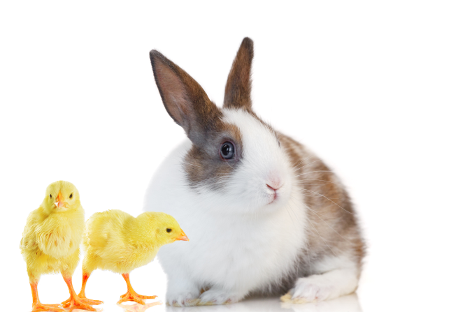 エキゾチックアニマル