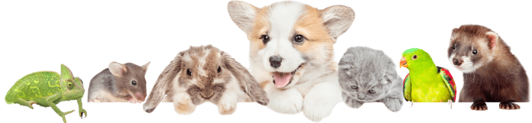 ペットと飼い主の温かなイメージ