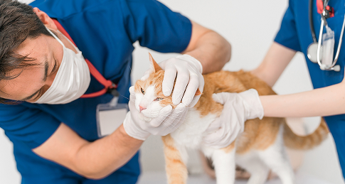 ペット健康診断の流れイラスト