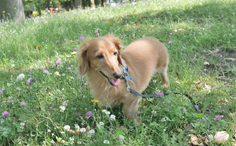 ミニチュア・ダックスフンド