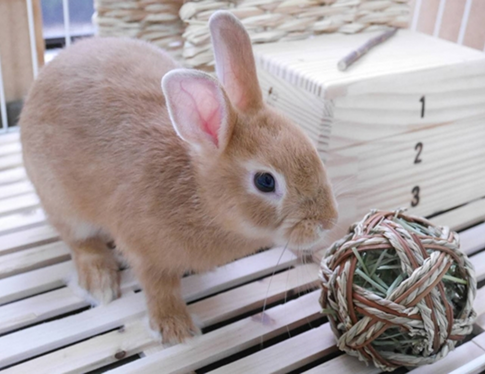 うさぎは病気にかかりやすいって本当？