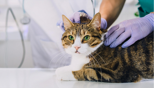 ペット保険用語解説イラスト