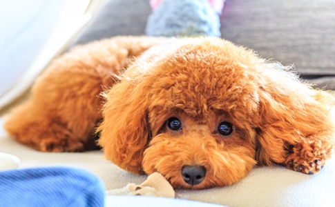 トイ・プードル